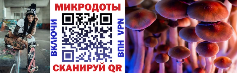 где купить наркоту  Кувандык  Псилоцибиновые грибы Psilocybe 